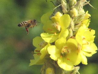 Großblütige Königskerze mit Biene